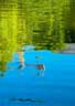 REFLECTIONS III